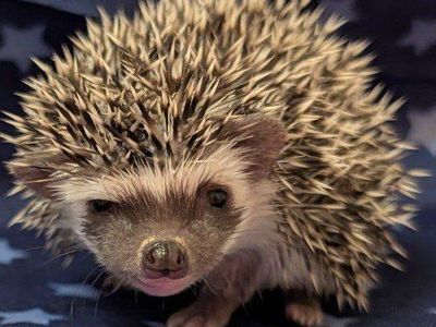 Baby Male Hedgehog "Frodo"