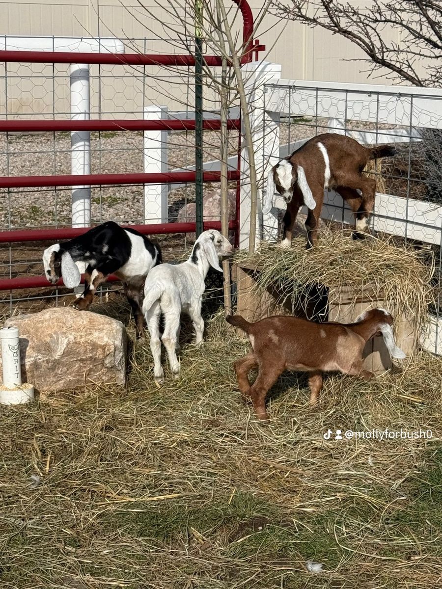 Nubian Goats - Friendly, Perfect for Small Farms & Petting Zoos