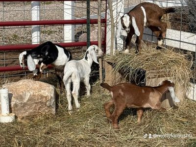 Nubian Goats - Friendly, Perfect for Small Farms & Petting Zoos
