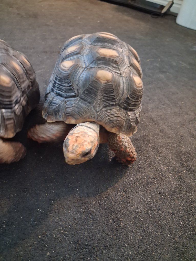 Red footed tortoise
