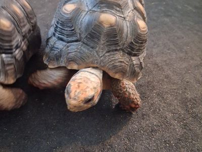 Red footed tortoise