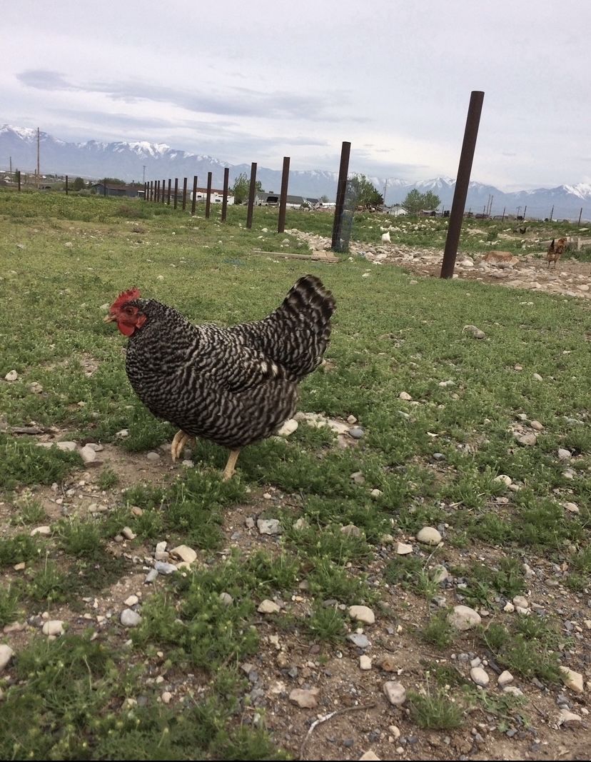 Fresh Eggs from Happy Chickens