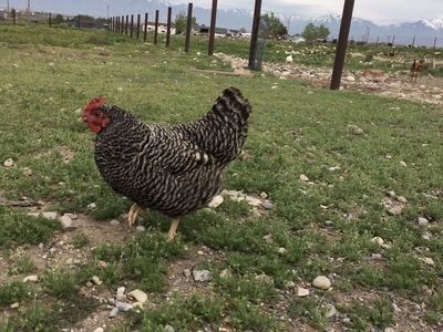 Fresh Eggs from Happy Chickens