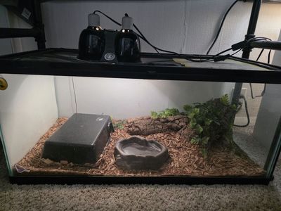 Rehoming ball python