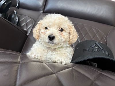 Maltipoo Puppies - Two Boys Left