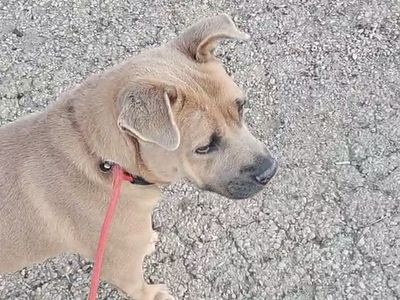 Shar Pei Chow Mix (Alabama)