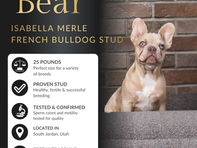Isabella Merle French Bulldog Stud Service – Champion Bloodline – Rare Genetics