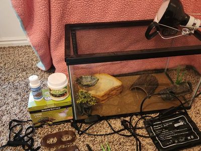 10-Gallon Reptile Tank and Accessories