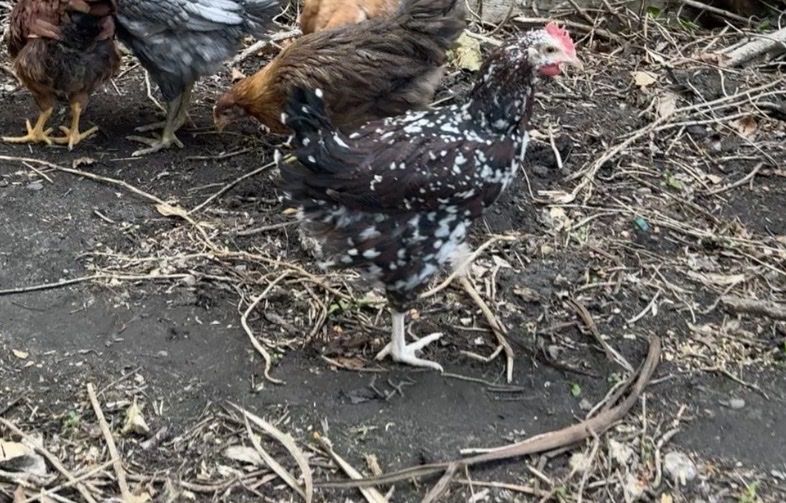 Silver Spangled Hamburg Cockerel Rooster