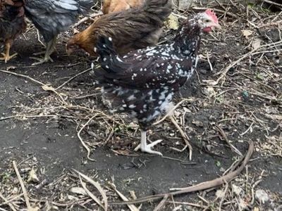Silver Spangled Hamburg Cockerel Rooster