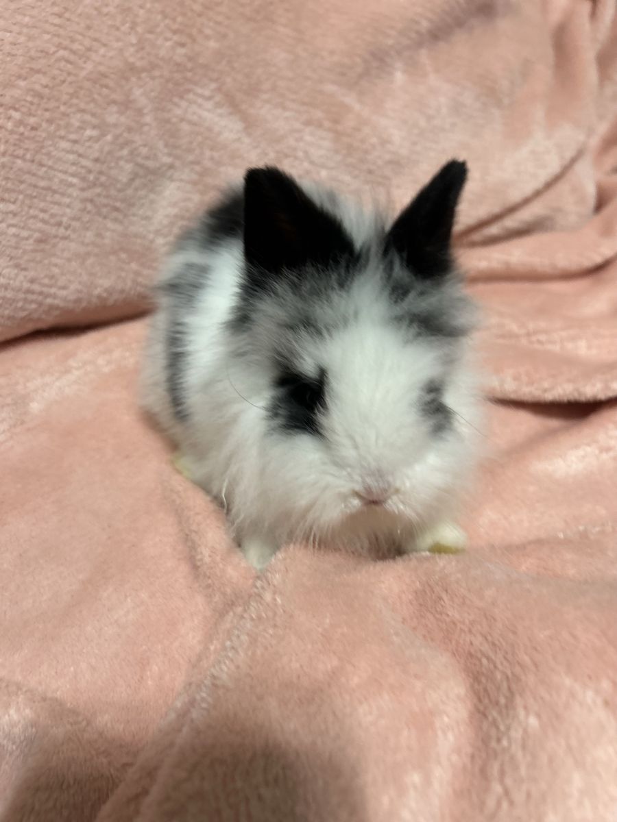 Purebred baby lion head rabbits