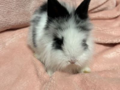 Purebred baby lion head rabbits