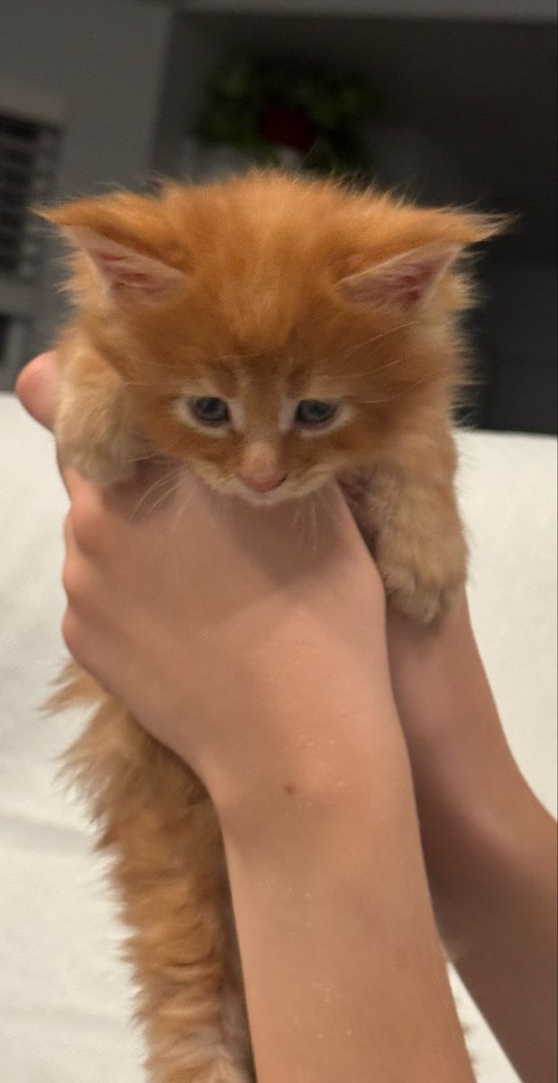 Maine Coon Kittens - TICA and CFA Registered Red Litter