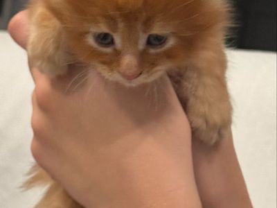 Maine Coon Kittens - TICA and CFA Registered Red Litter