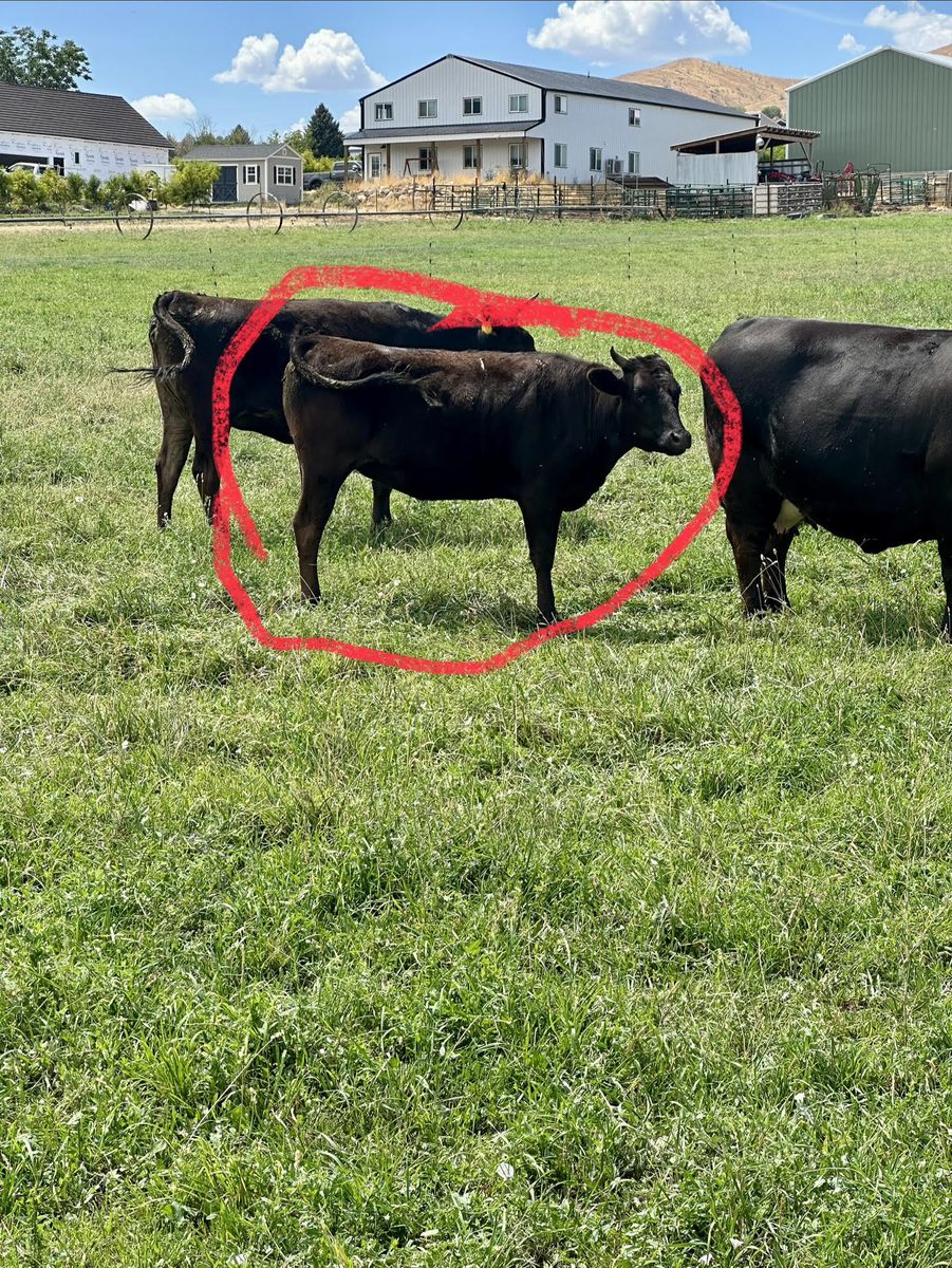 Wagu Pregnant