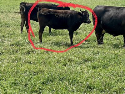 Wagu Pregnant