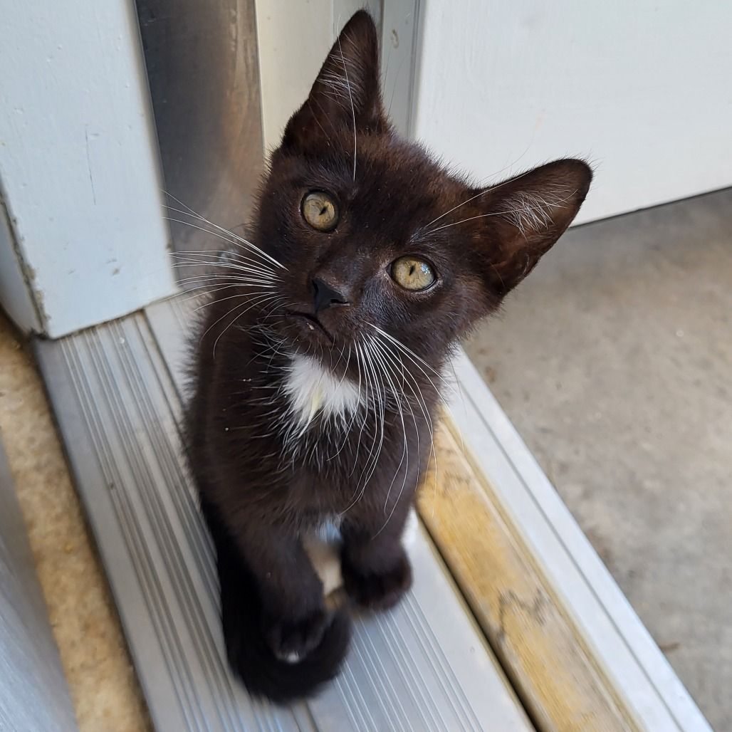 Hello my name is Huntington
