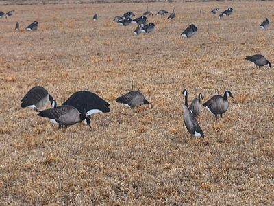 6 dozen big als silhouettes