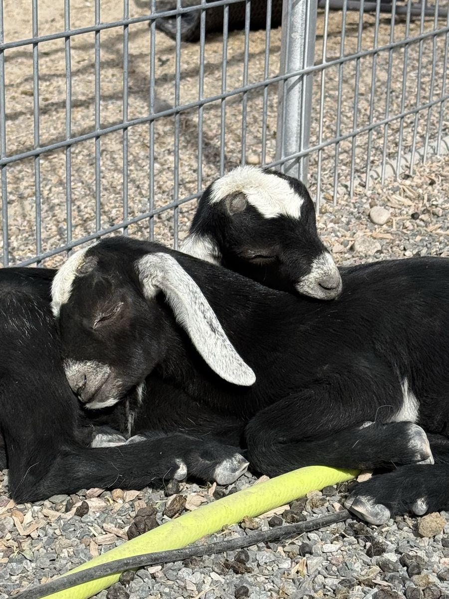 Mini Nubian Buckling