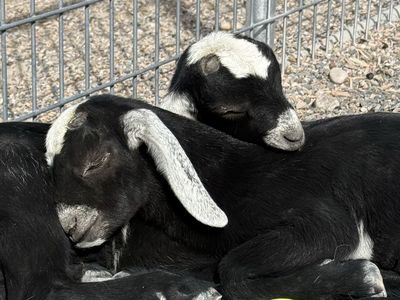 Mini Nubian Buckling