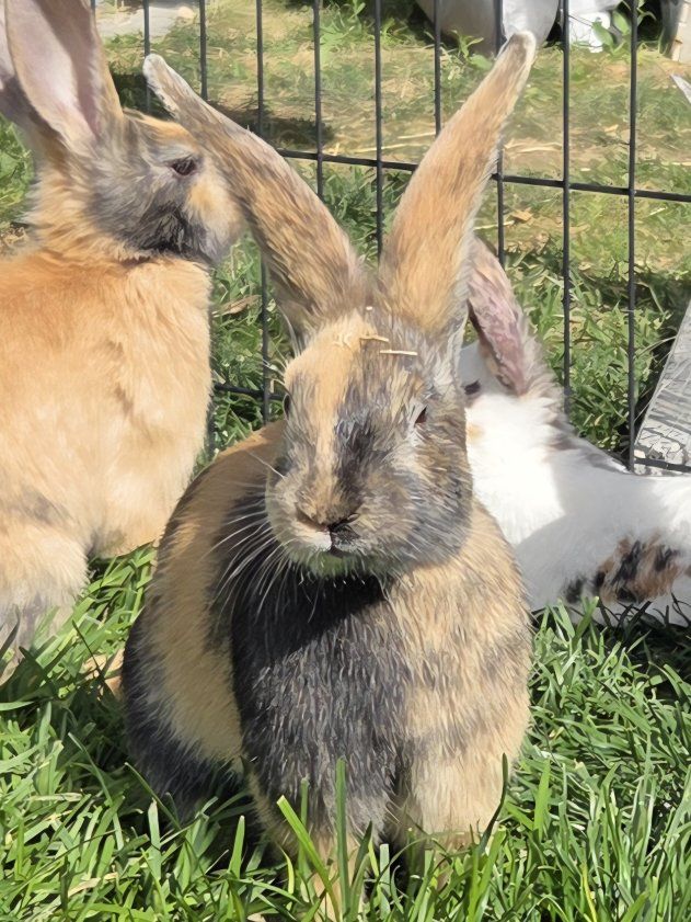 Japanese Harlequin Bunny Rabbit Doe