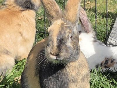 Japanese Harlequin Bunny Rabbit Doe