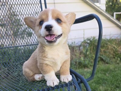 AKC Pembroke Welsh Corgis- Lifetime Health Guaranteed & Ready to go now!