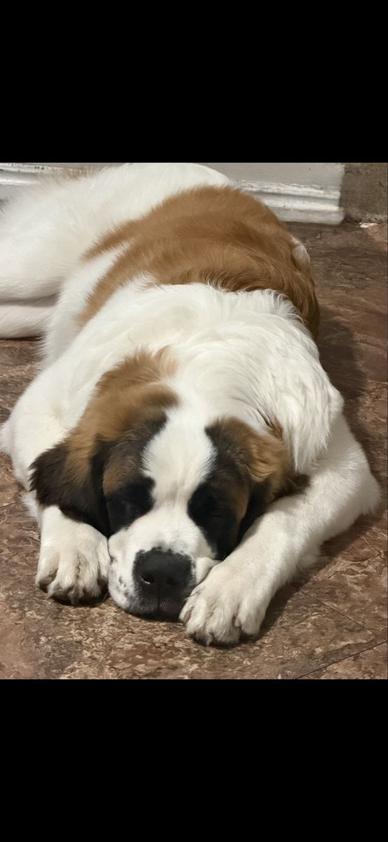 Saint Bernard