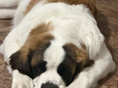 Saint Bernard