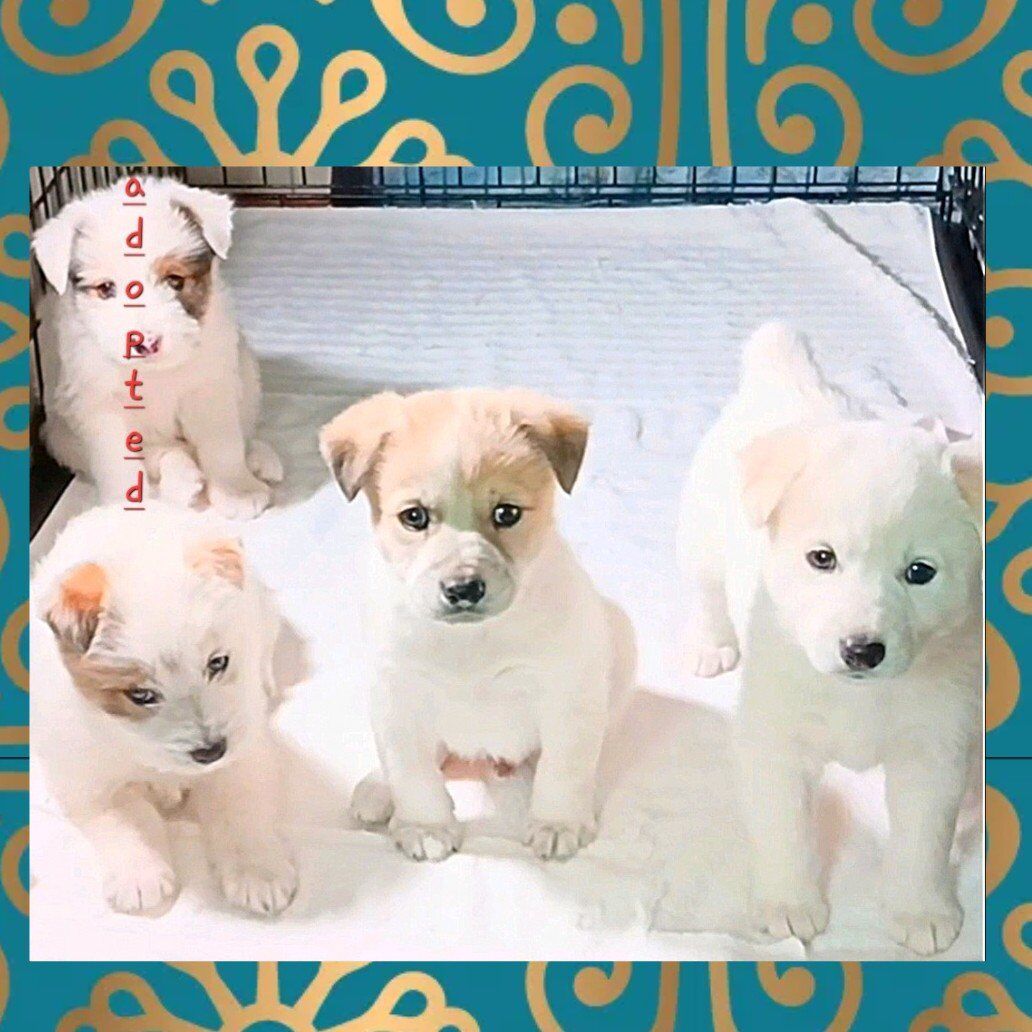 (3) Cutest "Teddy Bear" Mini Aussie Blend Puppies