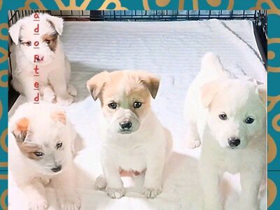 (3) Cutest "Teddy Bear" Mini Aussie Blend Puppies