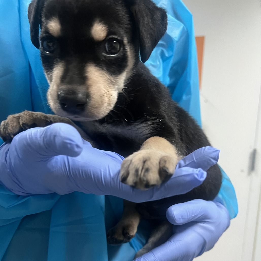 Hello my name is Rudy