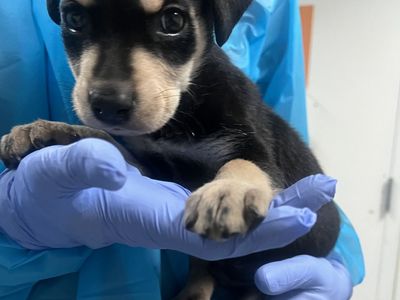 Hello my name is Rudy