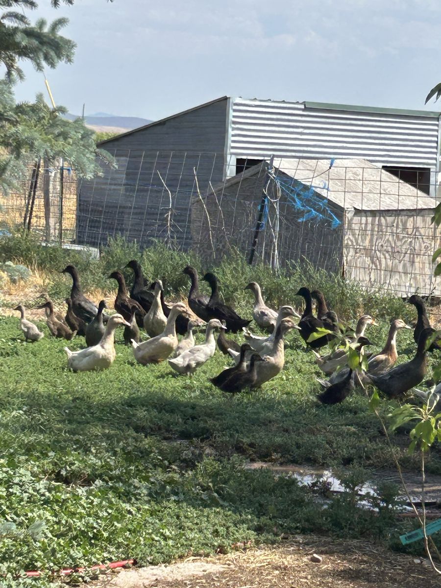 Farm Raised Ducks - Assorted Breeds