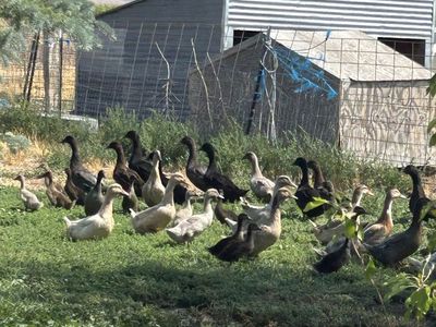 Farm Raised Ducks - Assorted Breeds
