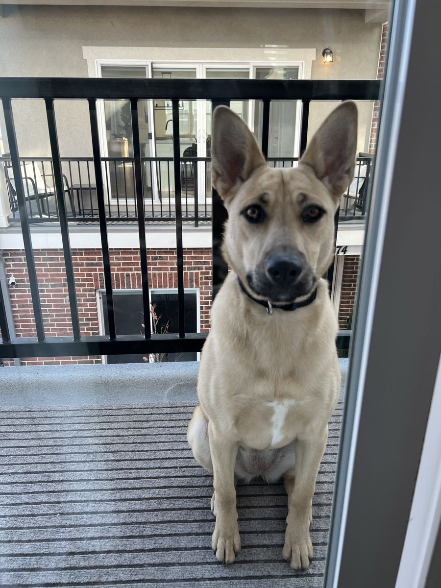 Kali - Belgian Malinois mixed breed 13 months old.  Smart and fast!  Very teachable.