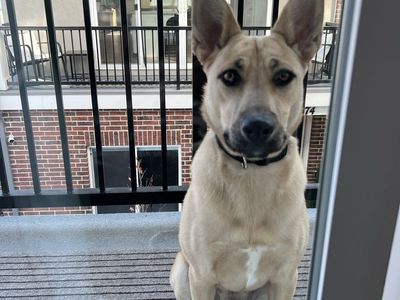 Kali - Belgian Malinois mixed breed 13 months old. Smart and fast! Very teachable.