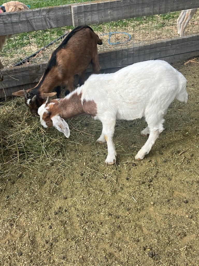 Boer X Bucklings $200