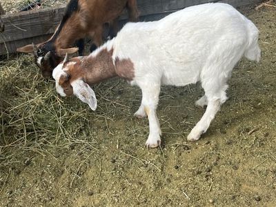 Boer X Bucklings $200
