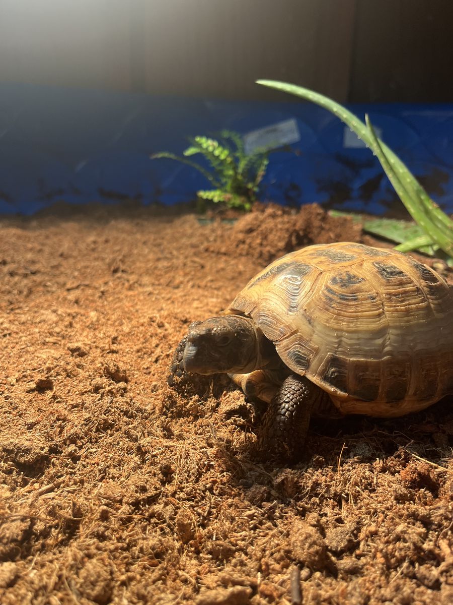 Male Russian tortoise