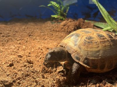 Male Russian tortoise