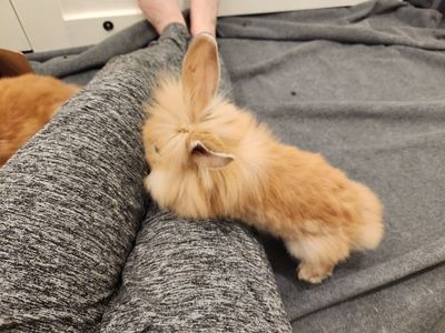 Lionhead mix baby bunnies