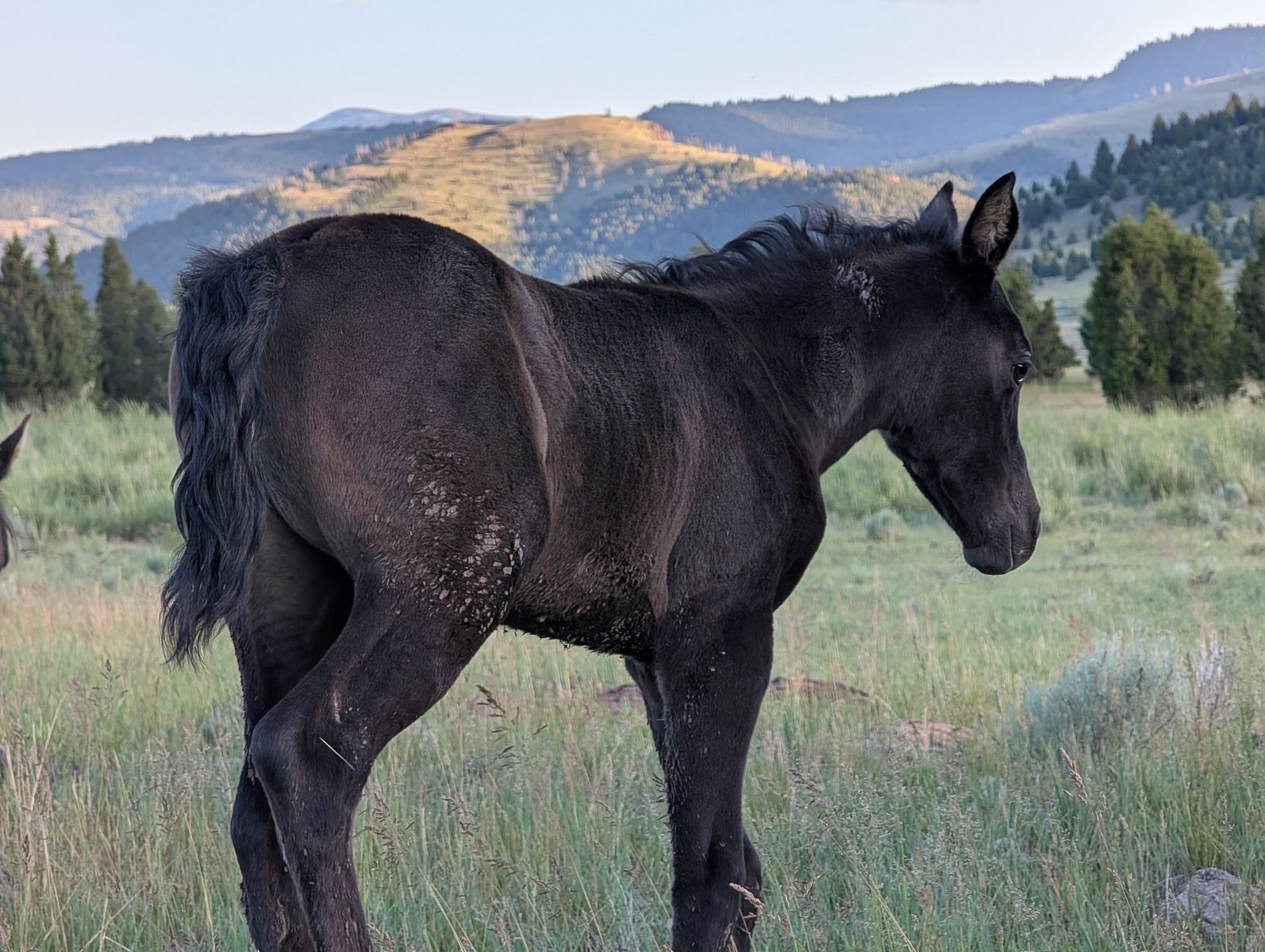 AQHA weanlings, grulla grullo, dunskin, black, bay dun