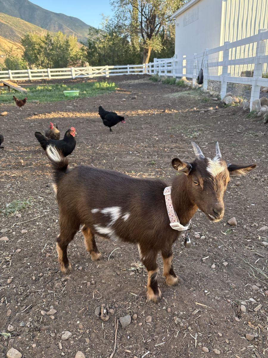 Pygmy/Nigerian Dwarf Goat Female 