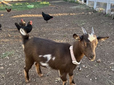 Pygmy/Nigerian Dwarf Goat Female