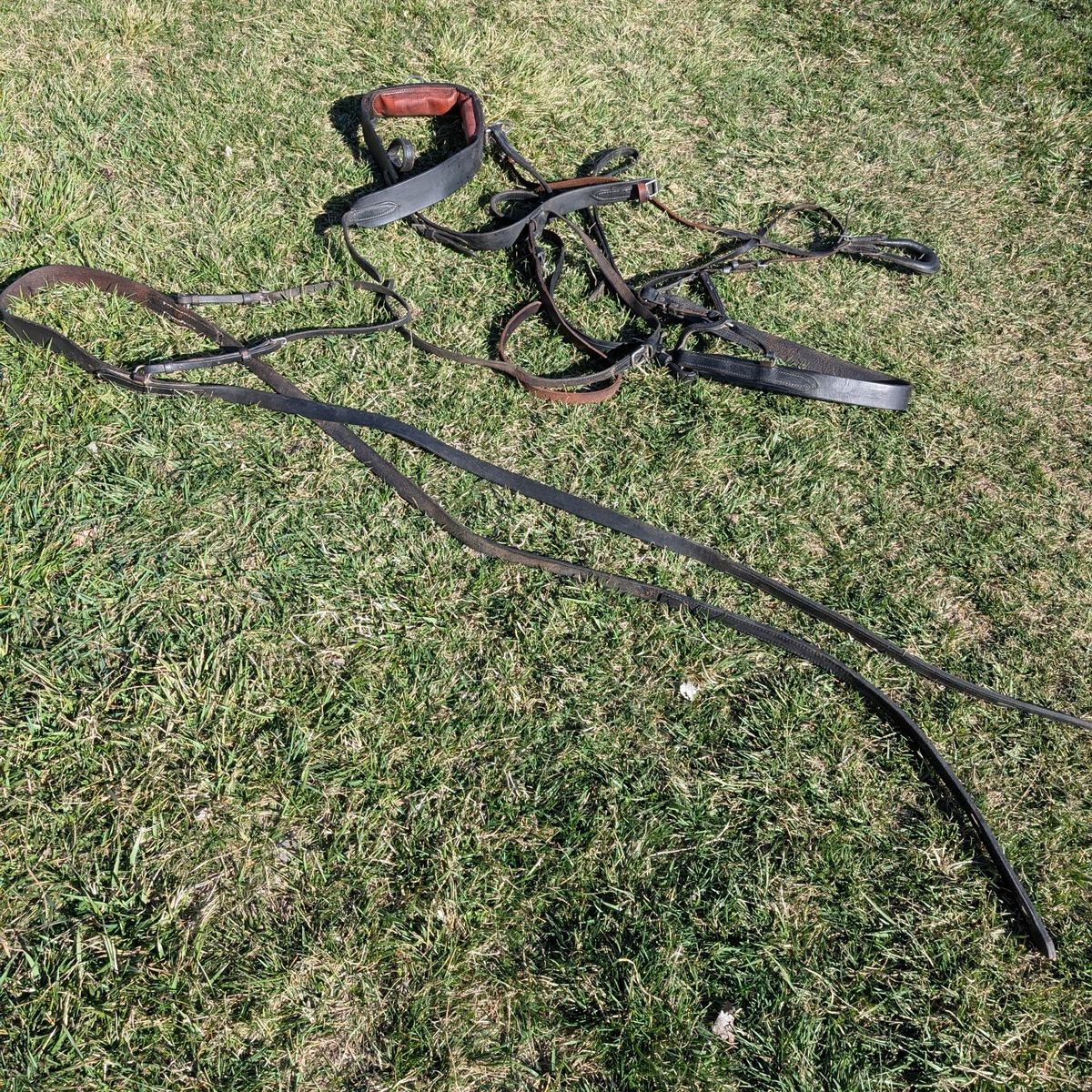 Leather horse harness with britching