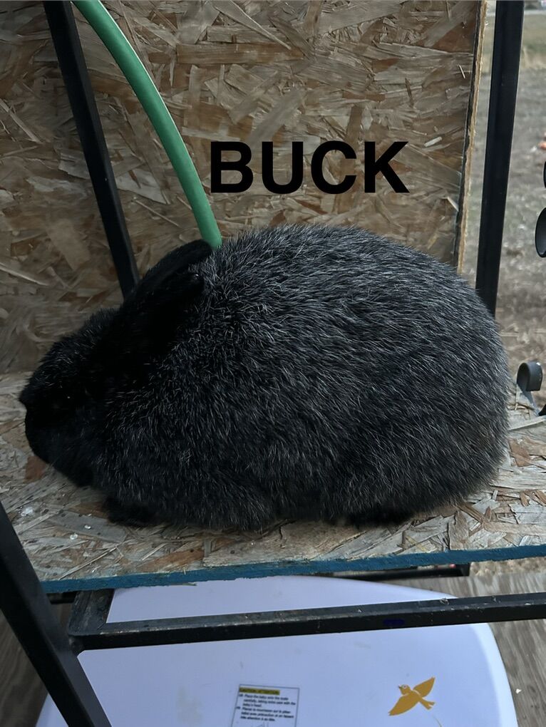 Silver Fox Rex Rabbits