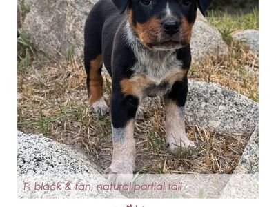 Heeler Mix Puppies