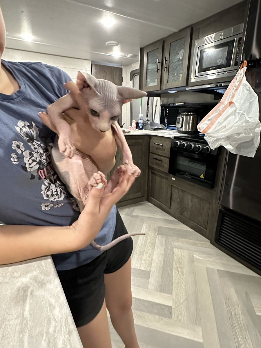 Sphynx Hairless Cat Grey