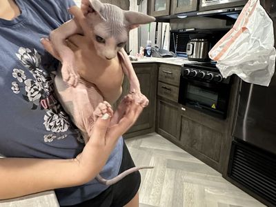 Sphynx Hairless Cat Grey